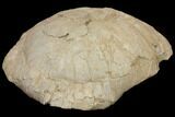 Huge, Fossil Tortoise (Stylemys) - Wyoming #146600-1